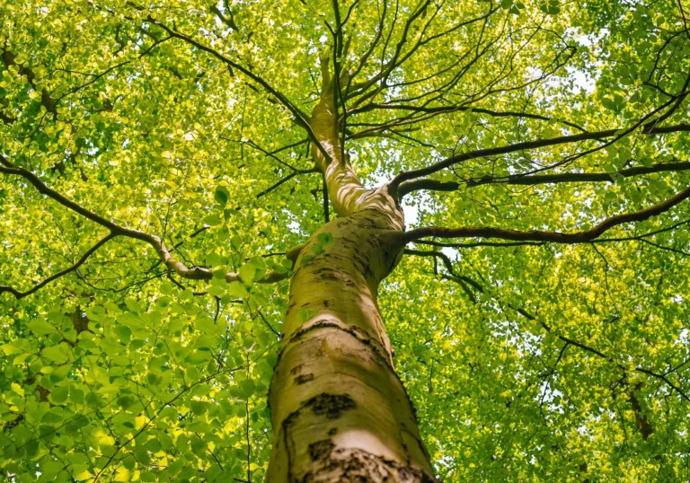 CO2 compenseren door bomen te planten: een goed idee of toch niet?