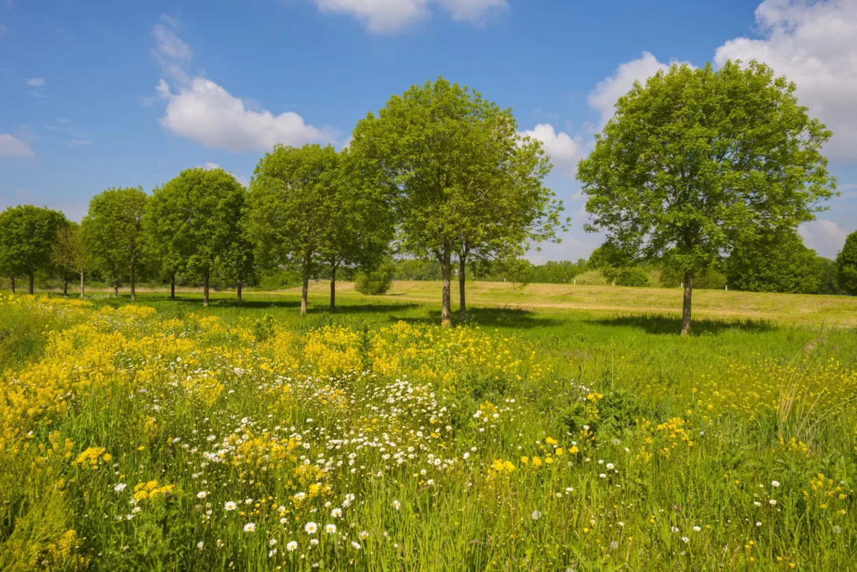 bomenrij-landschapselementen