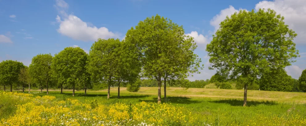 Landschapselementen Gelderland | Aanplant van landschapselementen verspreid over de provincie