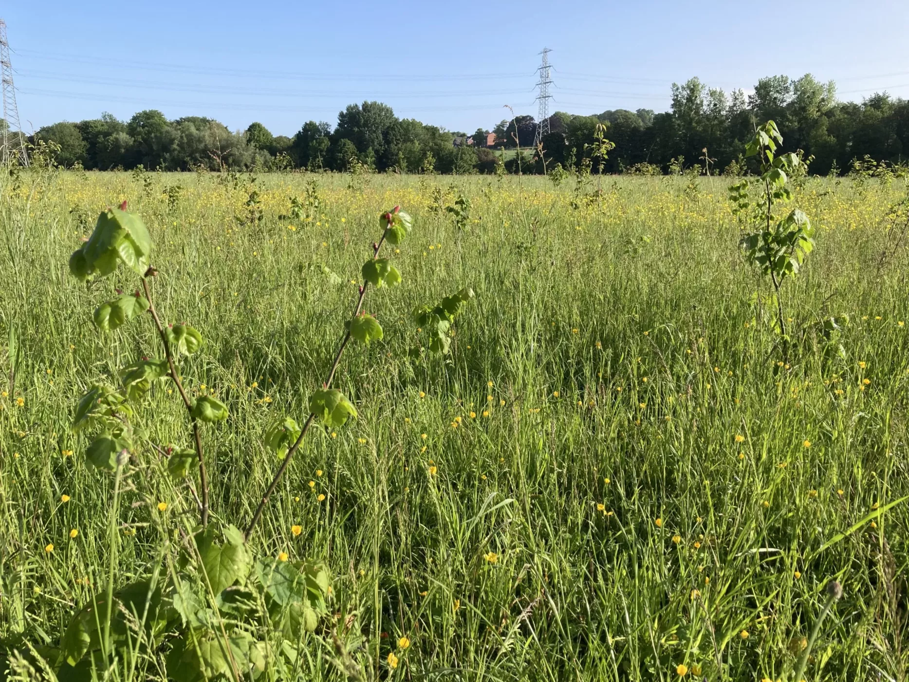 aanplant-limburg-2023