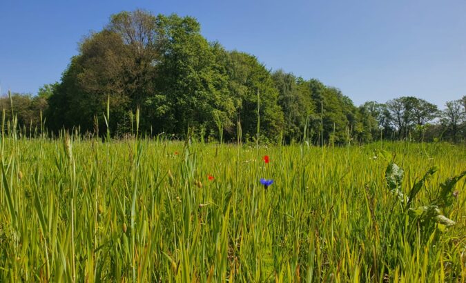 Zo gaat het met de bomen in Voedselbos Achterhoek