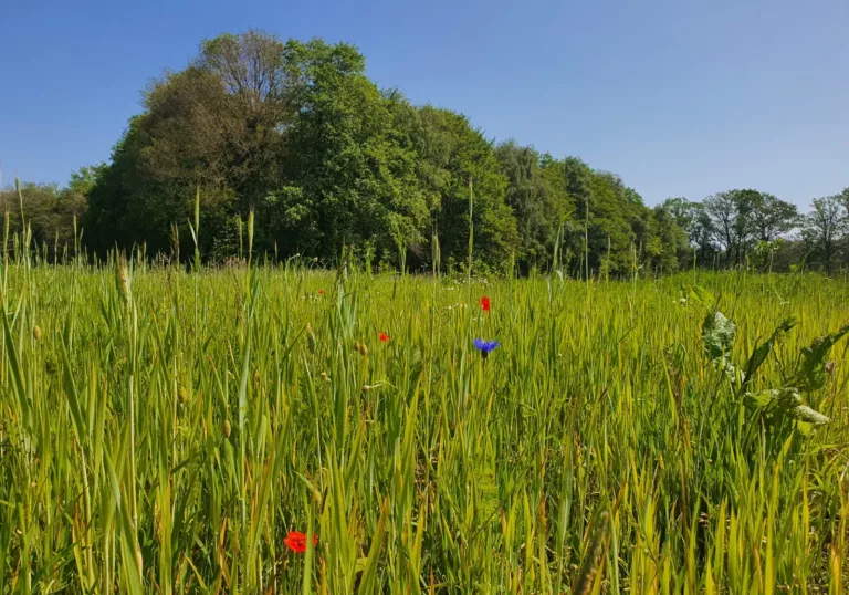 Zo gaat het met de bomen in Voedselbos Achterhoek