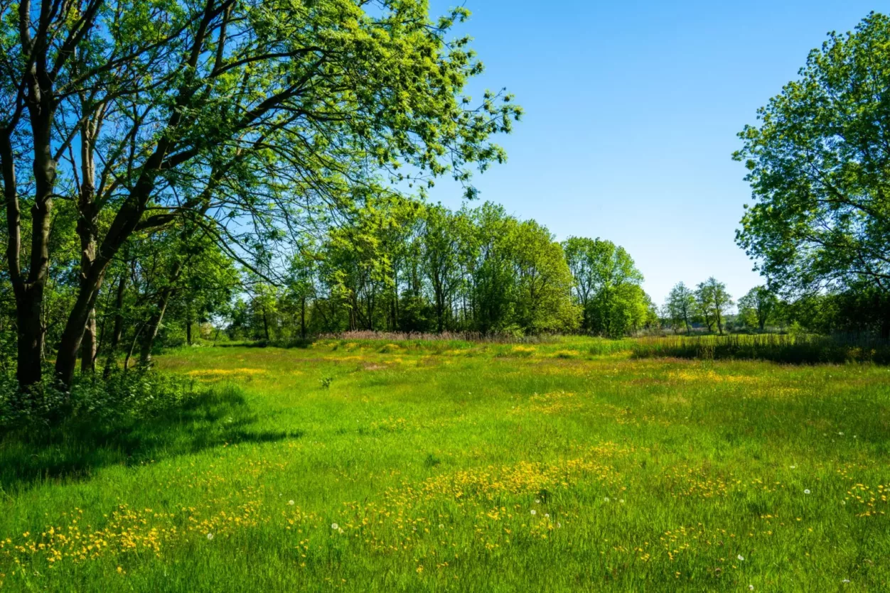 twiske-green-friday-forest