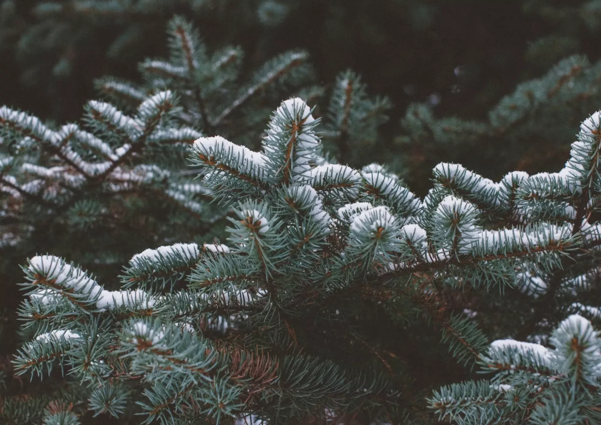 header-blog-dennenboom-takken-met-sneeuw