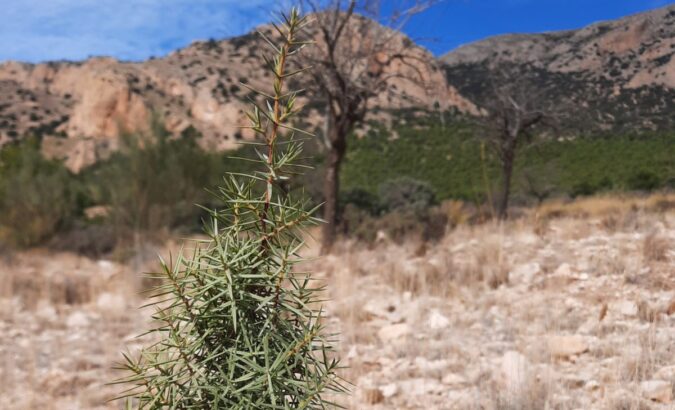 Herstel van een ecosysteem dankzij de jeneverbes: we bezochten ons project in Spanje