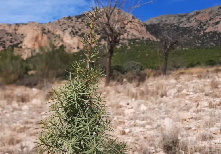 Herstel van een ecosysteem dankzij de jeneverbes: we bezochten ons project in Spanje