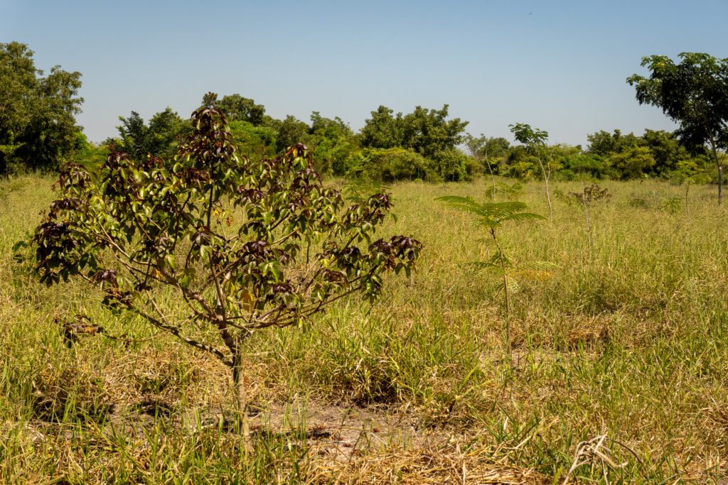 madagaskar-aanplant