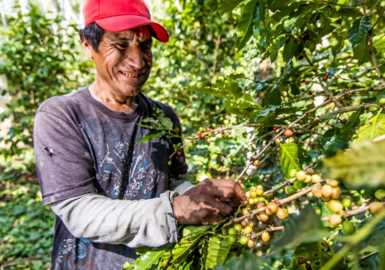 Proef de koffie uit ons Bolivia-project via koffiebranderij Brute Bonen