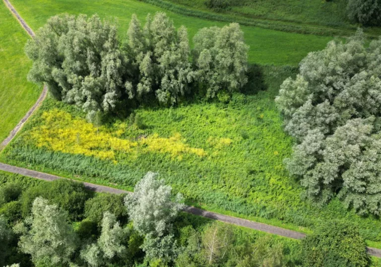 Zo gaat het met het Green Friday Forest in Het Twiske: resultaten 2023-2024