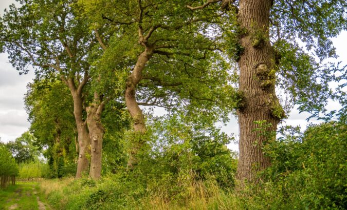 Herstel van landschapselementen in het Groningse Gorecht: resultaten 2023-2024