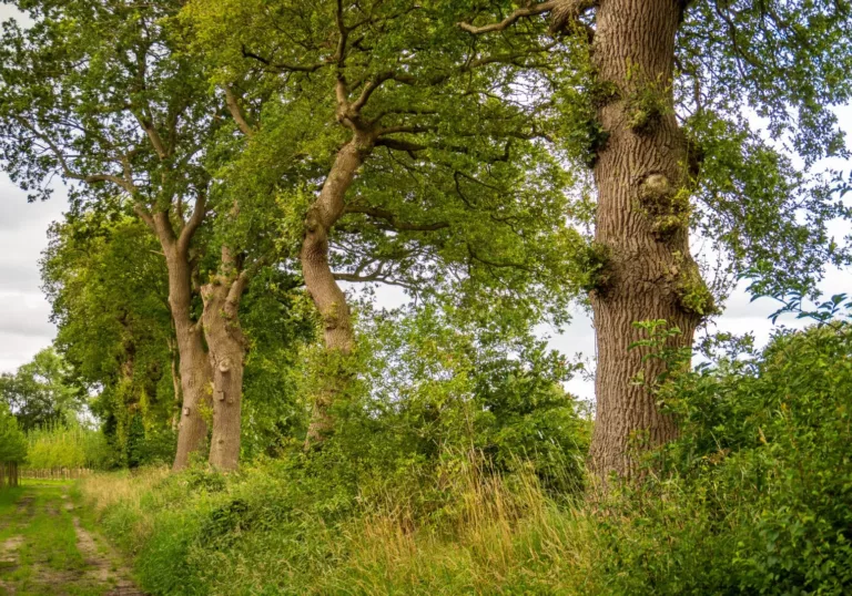 Herstel van landschapselementen in het Groningse Gorecht: resultaten 2023-2024