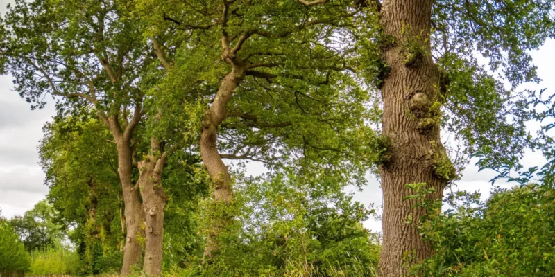 Landschapselementen Gorecht (Groningen) | Greening the Groningen countryside