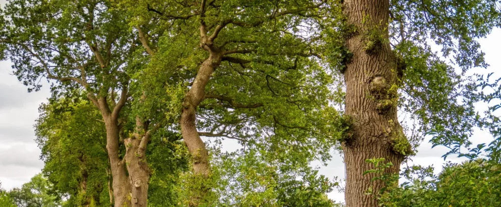 Landschapselementen Gorecht (Groningen) | Greening the Groningen countryside