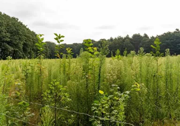 Eleven hectares of new forest in Flanders: results of the 2023 – 2024 planting season