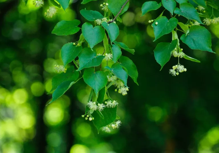 New climate-proof forest in Land van Cuijk municipality: results 2023-2024