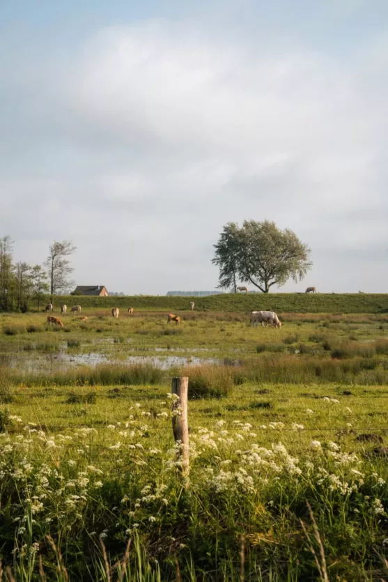 zeeland-sander-traa