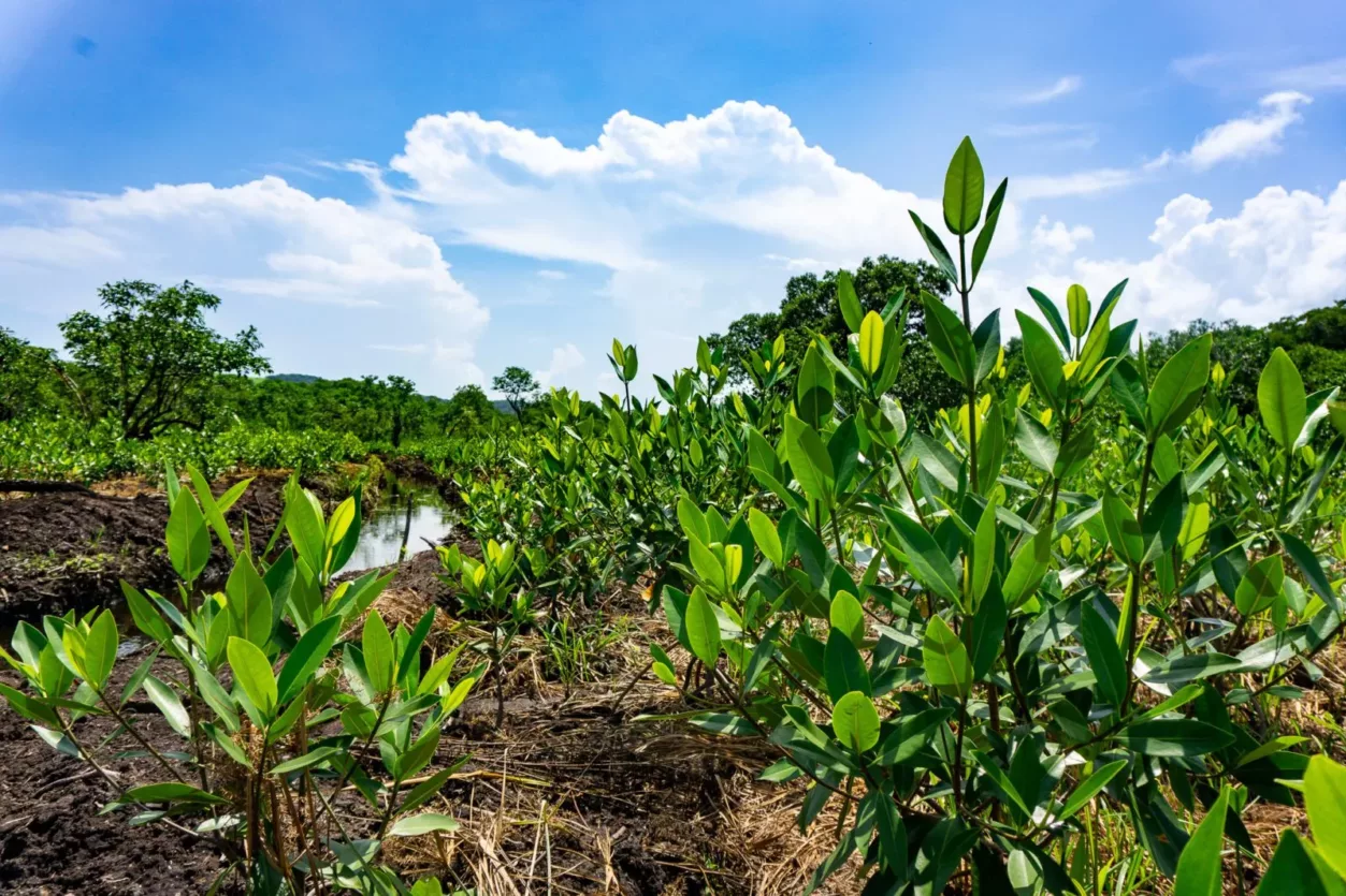 aanplant-mangrove-mexico-trees-for-all